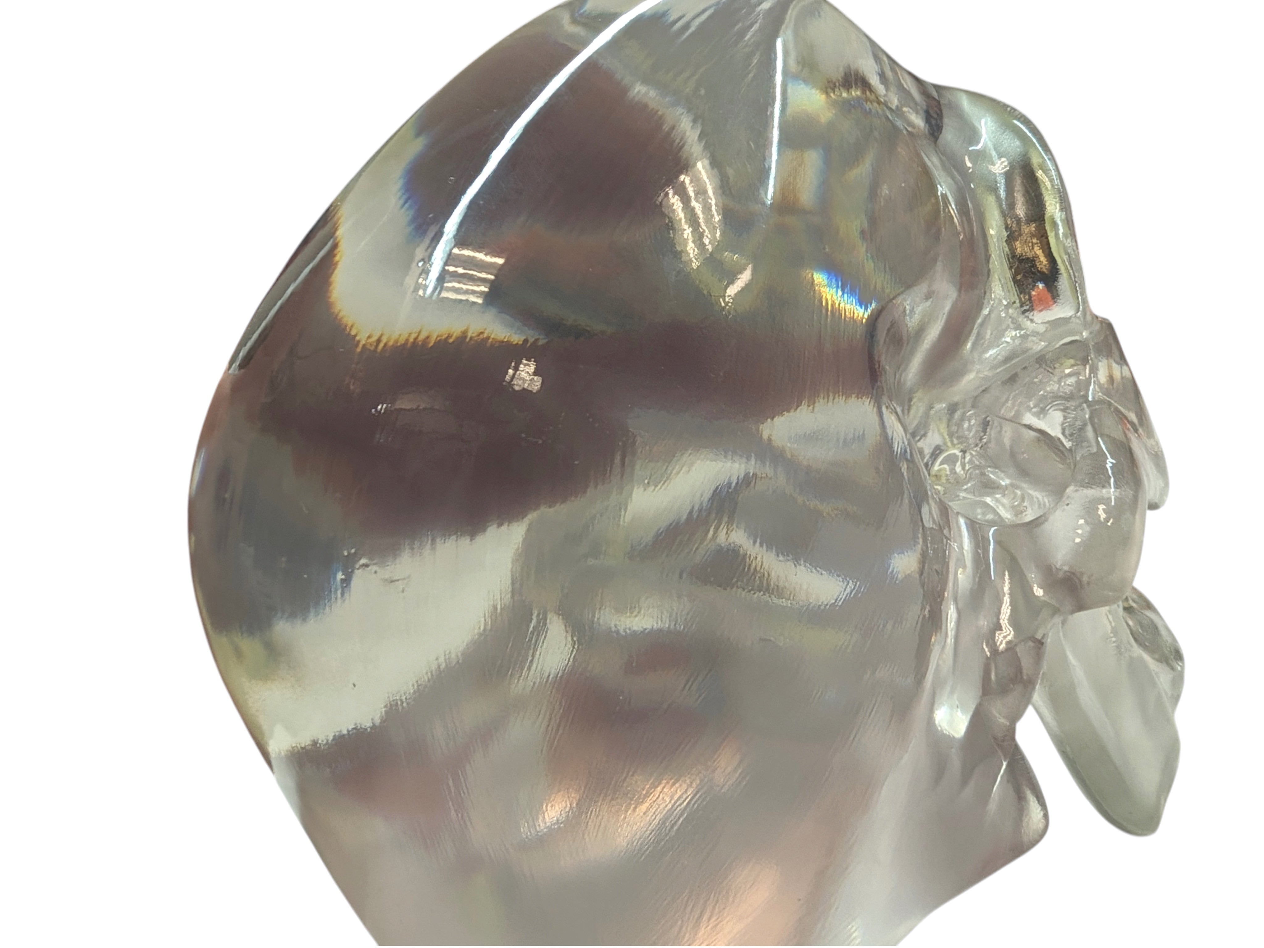 The "Big One" Clear Polished Skull by Maratac® - Limited Edition ( New! )